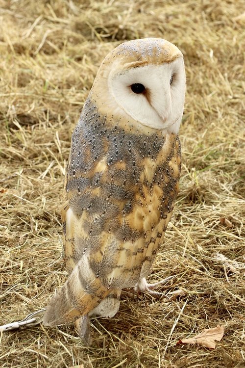 barn owl  owl  bird