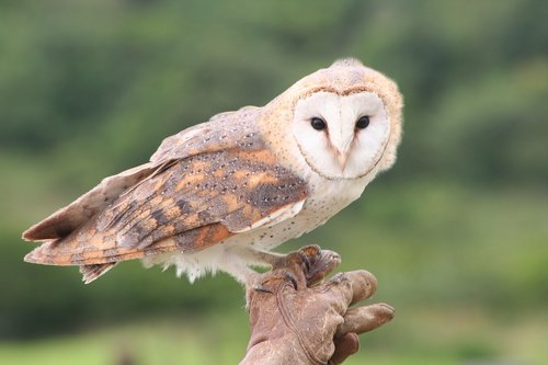 barn owl  bird  owl