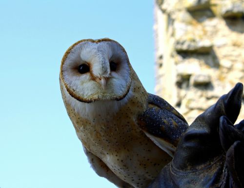 barn owl owl bird