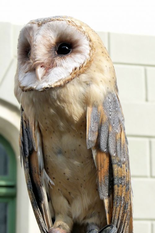 barn owl bird animal