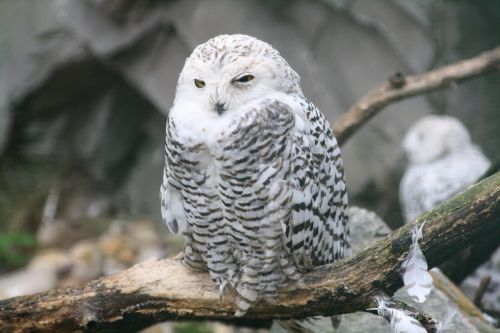 barn owl owl baby young