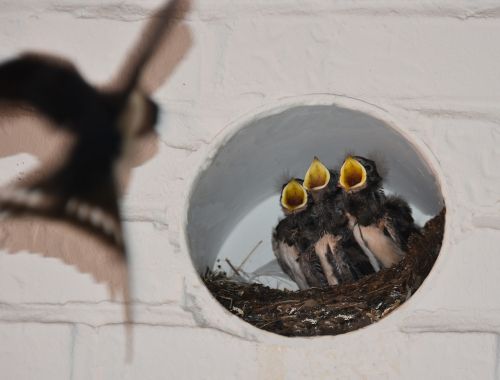 barn swallows nest feeding