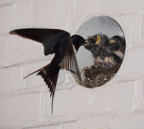 barn swallows nest feed