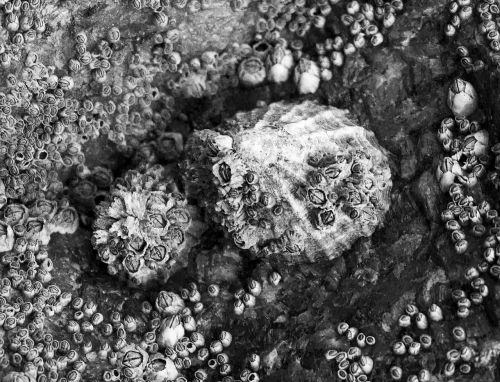 barnacle black and white shore