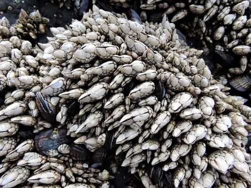 barnacles sea life marine