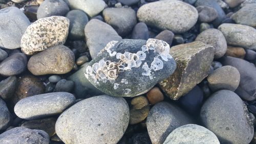 barnacles rocks marine