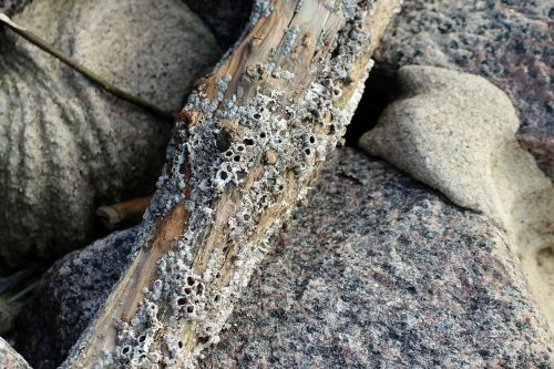 barnacles mussels watt area