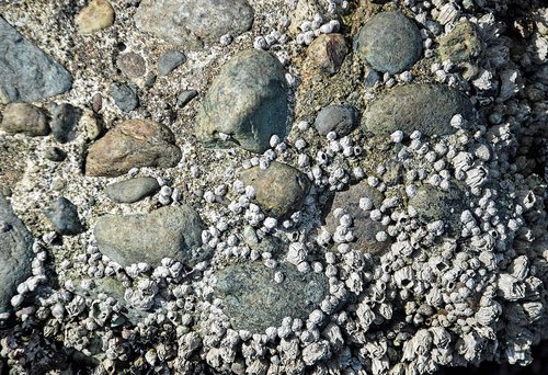 barnacles and rocks  beach  background