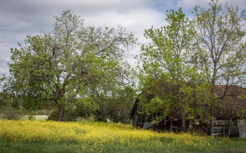 barns spring landscape