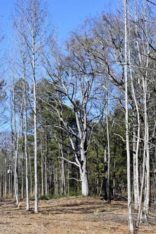 Baron Forest Trees