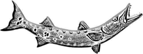 barracuda  fish  underwater