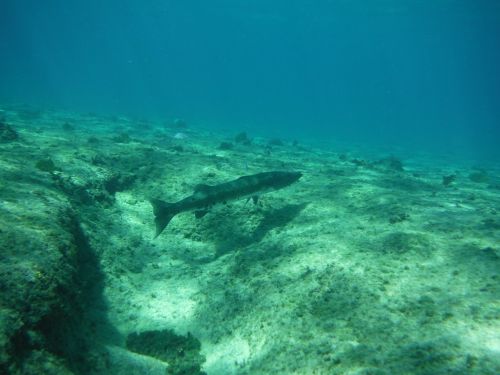 barracuda fish underwater
