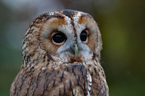 barred owl owl usa