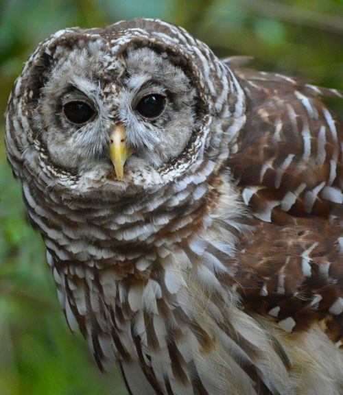 barred owl owl nature