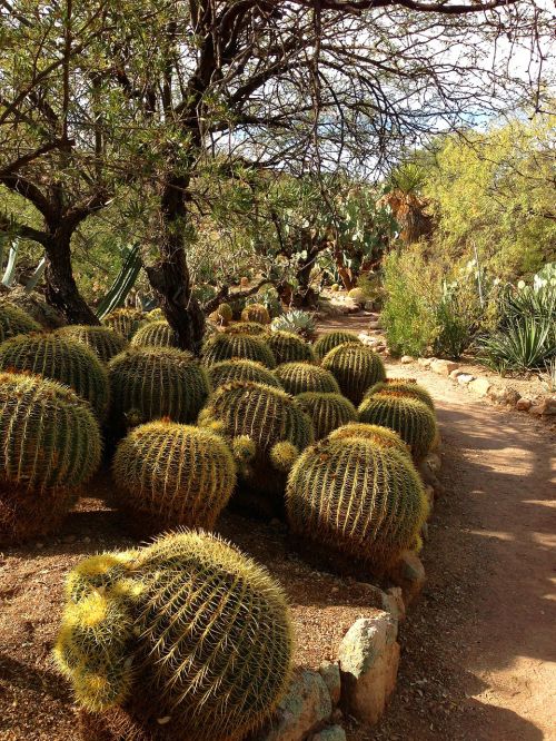 barrel cacti garden path barrel