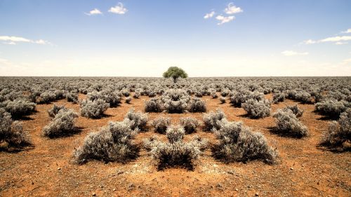 barren desert plants