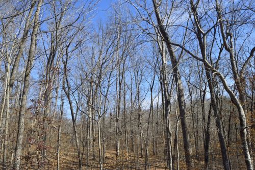 Barren Forest Trees