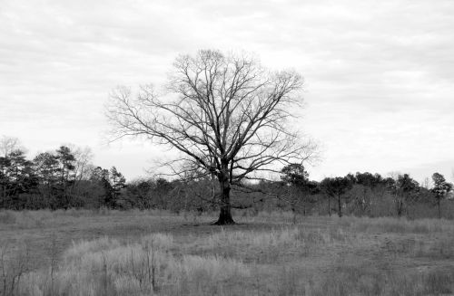 Barren Tree At Winter Time