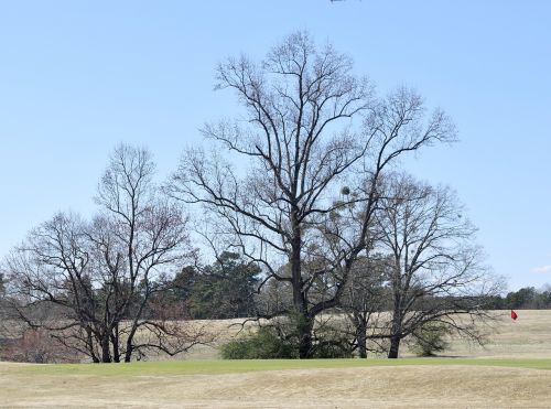 barren trees forest outdoors