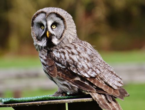 bart owl owl wildpark poing