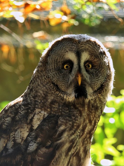 bart owl  strix nebulosa  bird