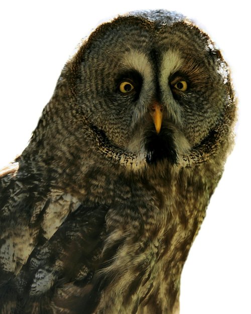 bart owl  strix nebulosa  bird