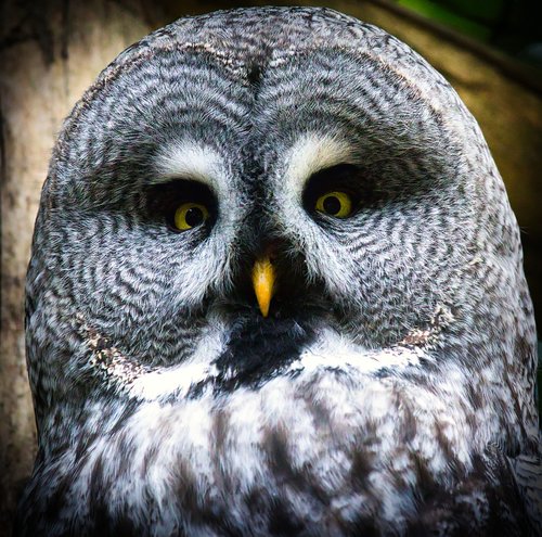 bart owl  owl  bird