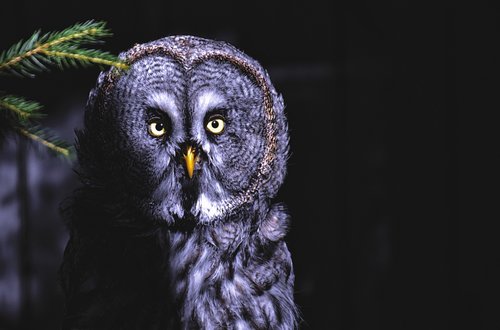 bart owl  owl  bird