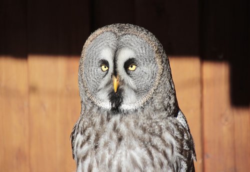 bart owl  bird  owl