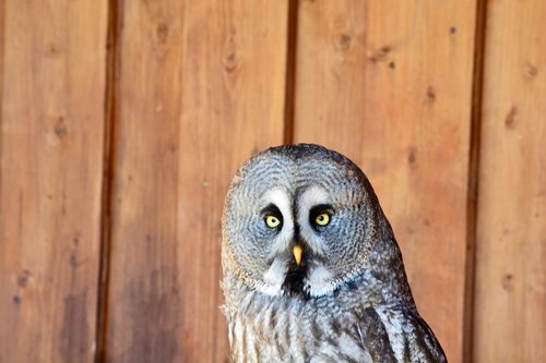 bart owl  falconry  bird
