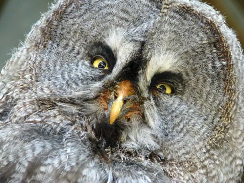 bart owl bird portrait