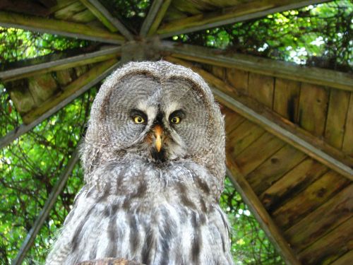 bart owl bird animal world