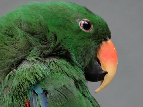 barwnica large parrot bird colorful