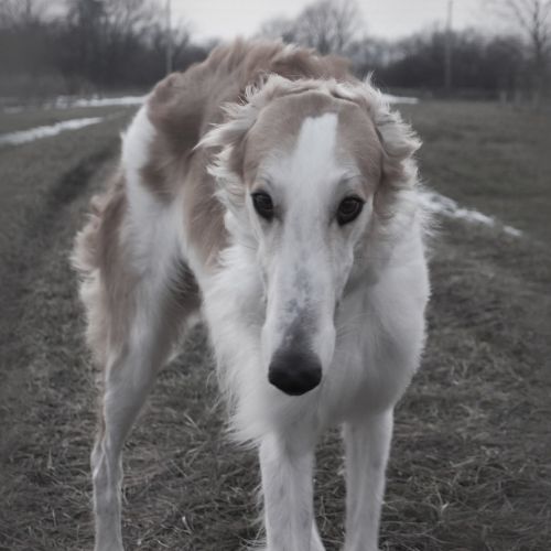 barzoi dog hound