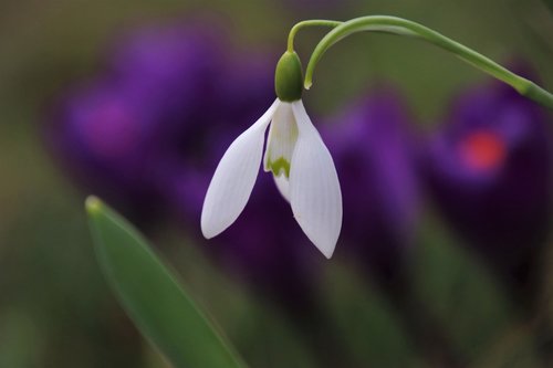 based  crocus  bud