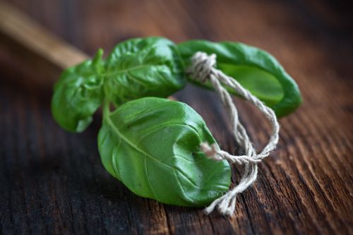 basil leaves plant