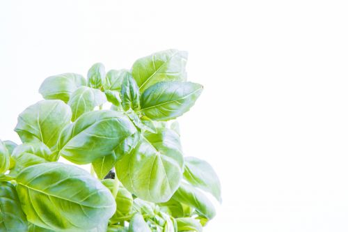 Basil