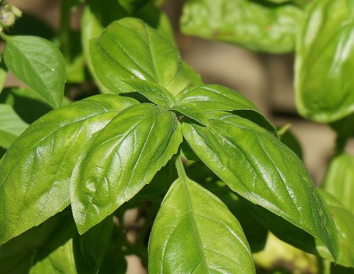 basil culinary herb herb