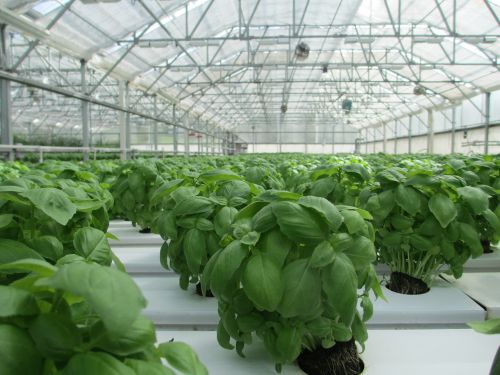 basil greenhouse plant