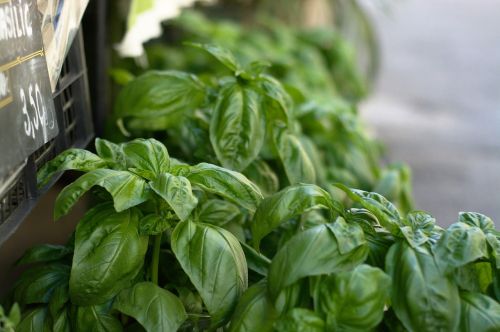 basil green provence