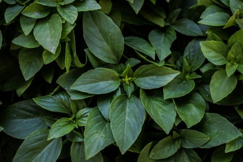 basil plant herb
