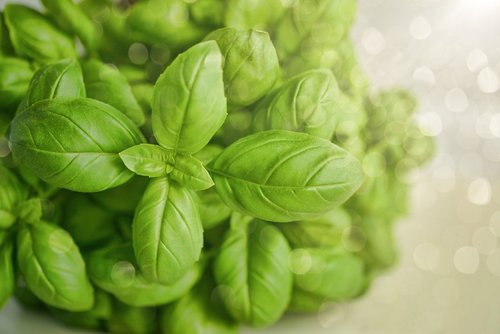 basil  green  herb