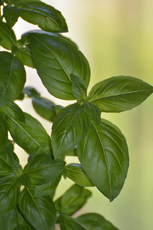 basil  summer  garden