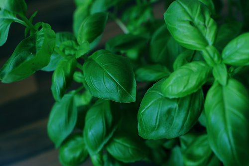 basil  herbs  green