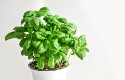 basil  herb  green