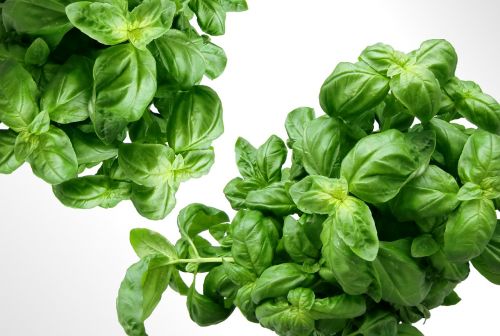 basil herbs green