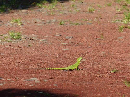 basilisk lizard green