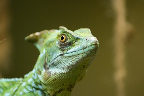 basilisk  green  reptile