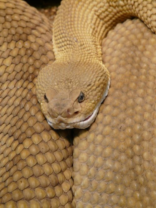 basilisk rattlesnake rattlesnake snake