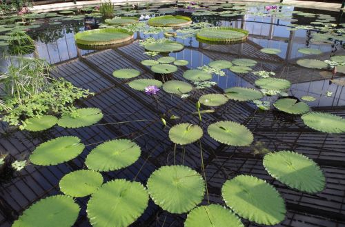 basin water lilies large round leaves